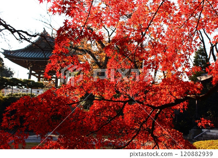 The red maple trees and bell tower of Fukuzo-in Temple bathed in sunlight (6) The red maple trees and bell tower of Fukuzo-in Temple bathed in sunlight (6) 120882939
