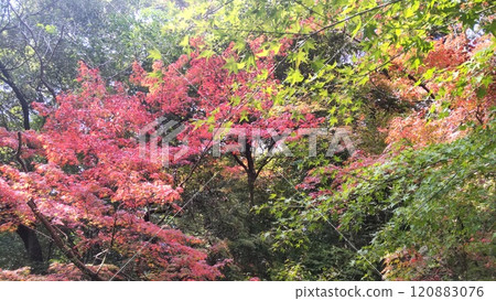 Autumn leaves at Kunenan 2024 Autumn leaves at Kunenan 2024 120883076