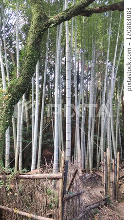 Bamboo forest at Jizoin Temple, Niiyama Gokokuji Temple Bamboo forest at Jizoin Temple, Niiyama Gokokuji Temple 120883083