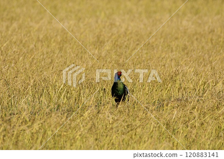Pheasant pheasant / Japan Pheasant pheasant / Japan 120883141