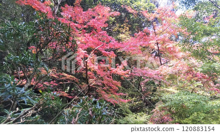 Autumn leaves at Kunenan 2024 Autumn leaves at Kunenan 2024 120883154