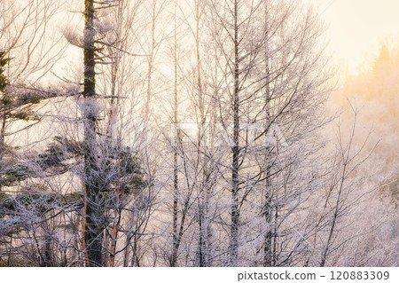 Rime-covered trees on Norikura Plateau in the snow-capped Northern Alps 120883309