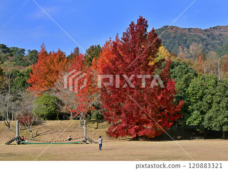 Fu Tree Fu Tree 120883321