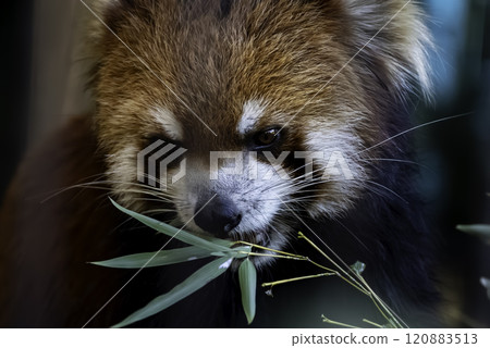 吃桑樹葉子的小熊貓 吃桑樹葉子的小熊貓 120883513