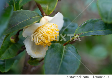 茶花 茶花 120883594