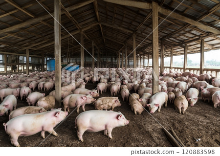 養豬場的豬 120883598