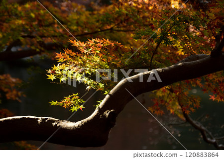 Momiji who changed leaves Momiji who changed leaves 120883864