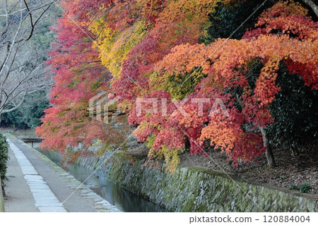 在京都哲學路的秋葉 在京都哲學路的秋葉 120884004