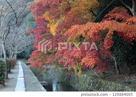 Autumn leaves on the Kyoto philosophy road Autumn leaves on the Kyoto philosophy road 120884005