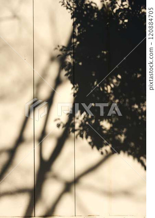 Silhouettes of trees projected onto a white wall 120884705