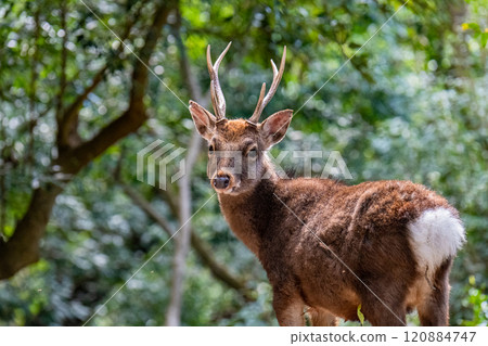 Male Yakushima deer, alert, World Natural Heritage Site (winter) 120884747