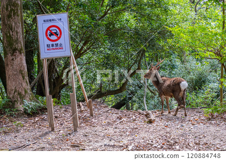 Yakushima World Natural Heritage Forest (January) A majestic male Yakushima deer 120884748
