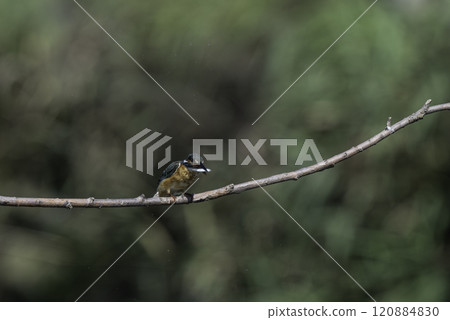 翠鳥捕獲一條小魚並棲息在樹枝上。 120884830
