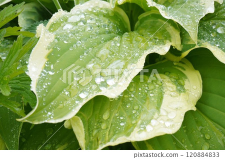 Hoster after the rain Hoster after the rain 120884833