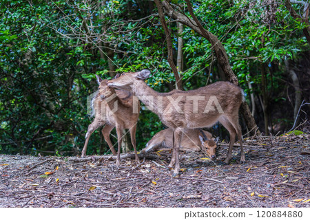 A herd of Yakushima deer relaxing on the World Natural Heritage site of Yakushima (spring) 120884880