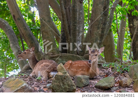 Smiling herd of Yakushima deer, World Natural Heritage Site (Spring) Smiling herd of Yakushima deer, World Natural Heritage Site (Spring) 120884881