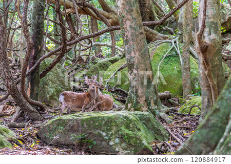 Male Yakushima deer, alert, World Natural Heritage Site (Spring) 120884917