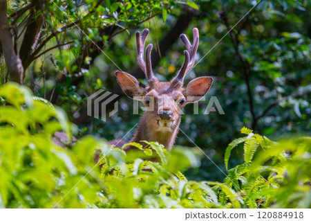 Male Yakushima deer, alert, World Natural Heritage Site (Spring) 120884918