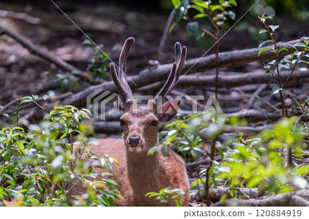 Male Yakushima deer, alert, World Natural Heritage Site (Spring) 120884919