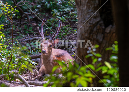 Male Yakushima deer, alert, World Natural Heritage Site (Spring) 120884920