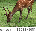 Deer in Nara Park eating grass 120884965