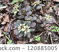 The yellow cat's-eye flower blooms in early spring 120885005