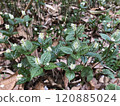 A group of early spring Japanese anemones blooming 120885024