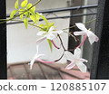 Hagoromo Jasmine by the Window 120885107