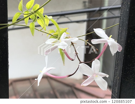 Hagoromo Jasmine by the Window Hagoromo Jasmine by the Window 120885107