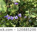Clerodendrum in early summer 120885200