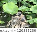 Turtle on a stone in a lotus pond 120885230