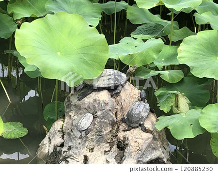 荷塘石上的烏龜 荷塘石上的烏龜 120885230
