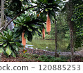 Orange flowers blooming in a tropical park 120885253