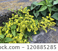 Yellow sedum flowers blooming on the roadside 120885285