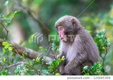 Yakushima World Heritage Site (Spring) 120885309