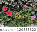 Summer flower bed 120885322