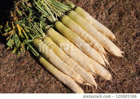 Radish that has been dried for about two weeks 120885386