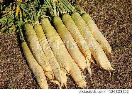 蘿蔔乾約兩週 120885392