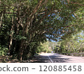 Banyan tree by the road 120885458