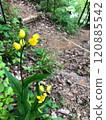 Golden orchid blooming in Satoyama 120885542