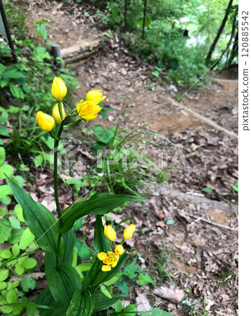 Golden orchid blooming in Satoyama Golden orchid blooming in Satoyama 120885542