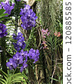Purple orchids blooming in a greenhouse 120885585