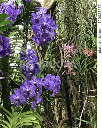 紫色蘭花在溫室裡綻放 紫色蘭花在溫室裡綻放 120885585
