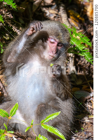 屋久島世界遺產（春季） 120885700