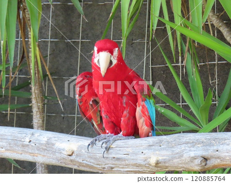 Beni Congo parakeet 120885764