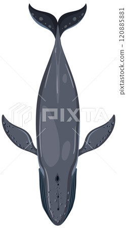 Top View of a Blue Whale 120885881
