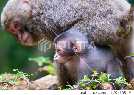 Yakuza monkey baby migration World Natural Heritage Yakushima (Spring) Yakuza monkey baby migration World Natural Heritage Yakushima (Spring) 120885969