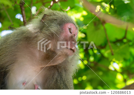 世界自然遺產屋久島上休息的黑幫猴子（春季） 120886013