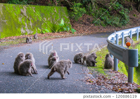 Yakushima World Natural Heritage Monkeys (April) Relaxing Yakuza Monkeys 120886119