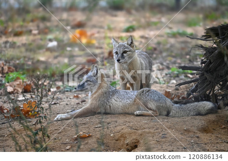 Pair of corsac foxes in natural habitat setting 120886134